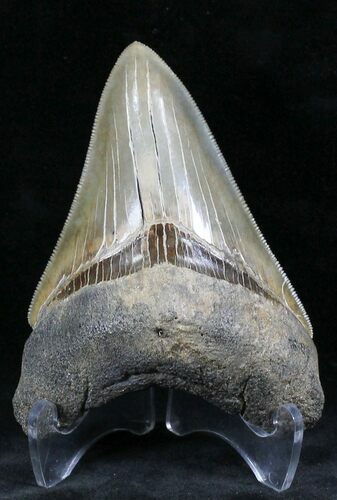Sharp Serrations Megalodon Tooth #27312